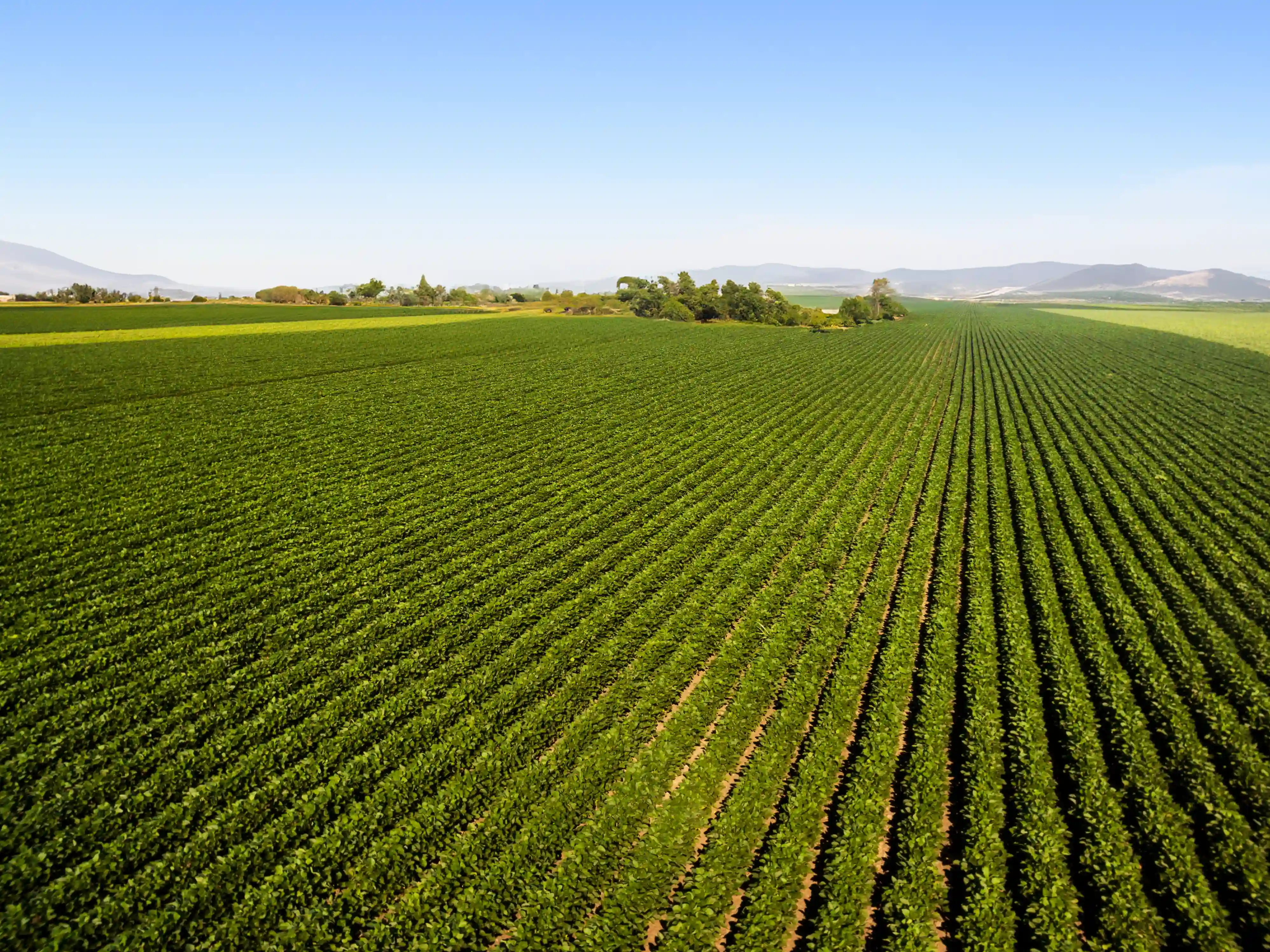 Imagem de uma plantação